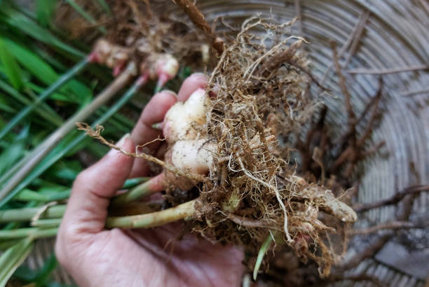 istock Harvesting organic ginger fresh from the ground 2148782235