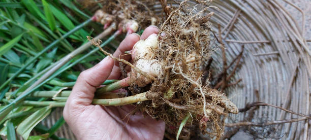 istock Harvesting organic ginger fresh from the ground 2148782248