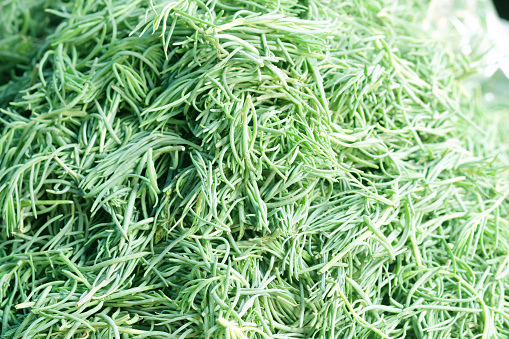 Seablite (cha-kram) in Thailand. Small annual weeds in salty soil. Young leaves are used in cooking, such as cha-kram crab curry.