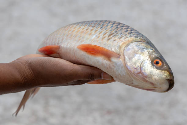 istock Fresh raw Rui fish in a woman's hand with beautiful blurred background. This fish is also called Rohu (Labeo rohita), Indian carp, Ruhi, or Roho labeo. 2148782294