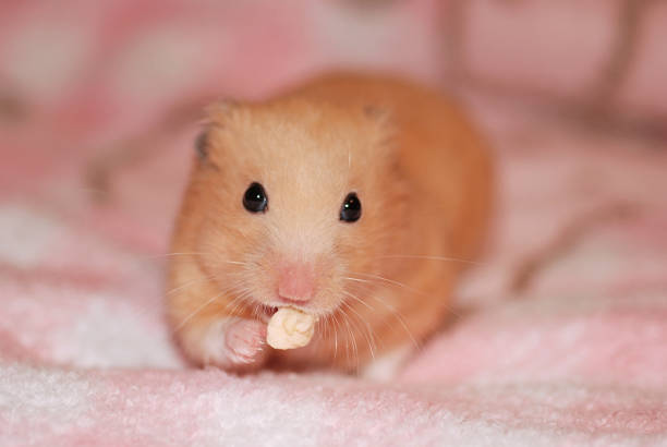 istock Golden hamster is eating snacks 2148782318