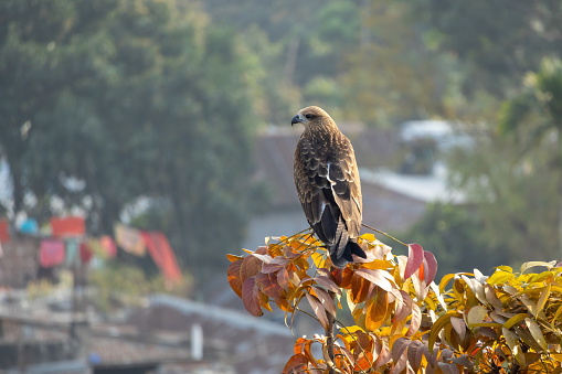 A black kite (Milvus migrans) bird is sitting on a tree branch. This bird is locally known as Bhubon Chil in Bangladesh.