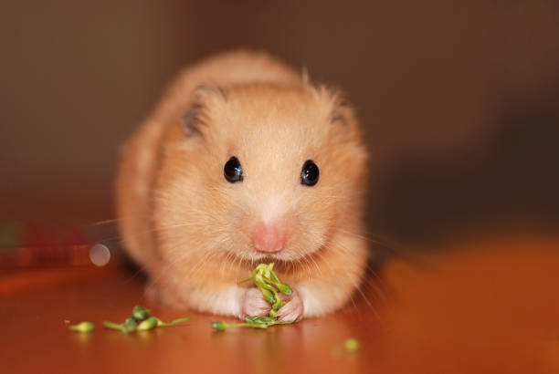 istock Golden hamster eating broccoli 2148782343