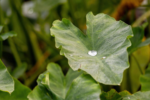 Dew water drops on the green leaf. It is known as Kochu Shak or Kochu Pata in Bangladesh.