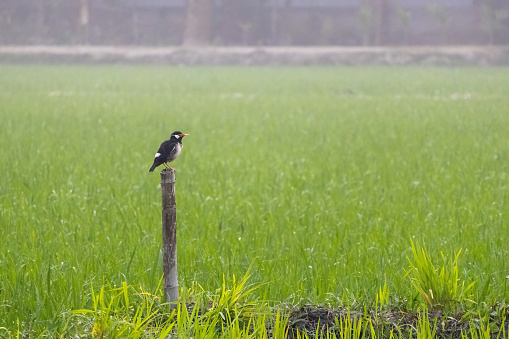 Indian pied myna (Gracupica contra) perched on a bamboo pole on paddy field. It is locally known as Go Shalikh Pakhi in Bangladesh.