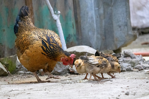 Domestic hens and baby chickens eat rice from the courtyard of the village house. Mommy and babies.