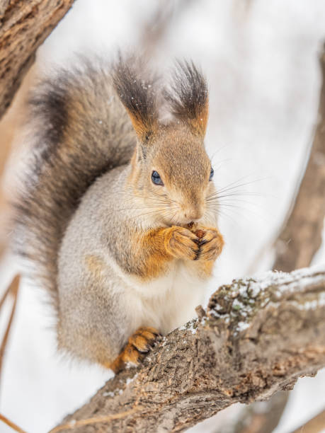 istock The squirrel with nut sits on tree in the winter or late autumn. 2148782795