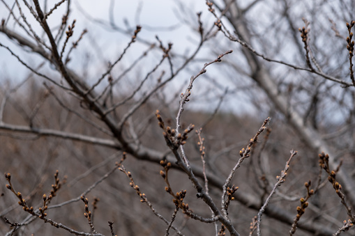 Flower buds on the branches during early spring, before bloom