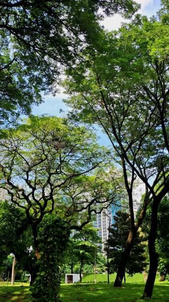 Big Trees in the City