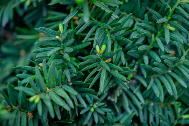 green taxus cuspidata leaf backgrounds green taxus cuspidata leaf backgrounds taxus cuspidata stock pictures, royalty-free photos & images
