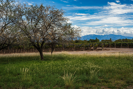 Andean Dreamscapes: Capturing the Essence of Vineyard Life