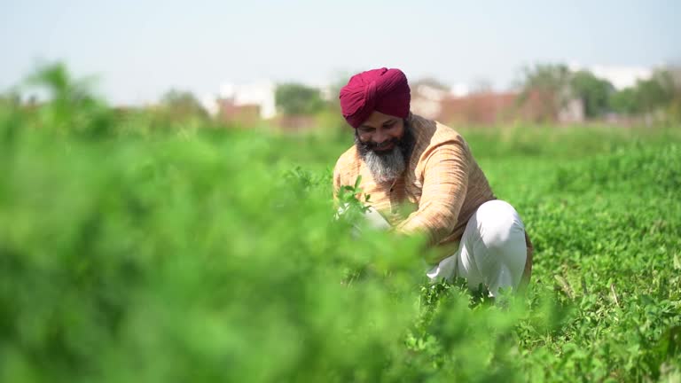 Happy punjab sikh indian farmer working in agriculture field, Harvesting crop, Organic farming, Rural india, Slow motion shot. Copy space.
