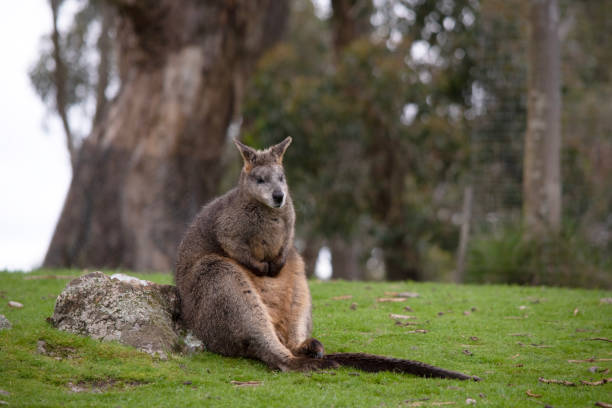 the wallaby is in a field