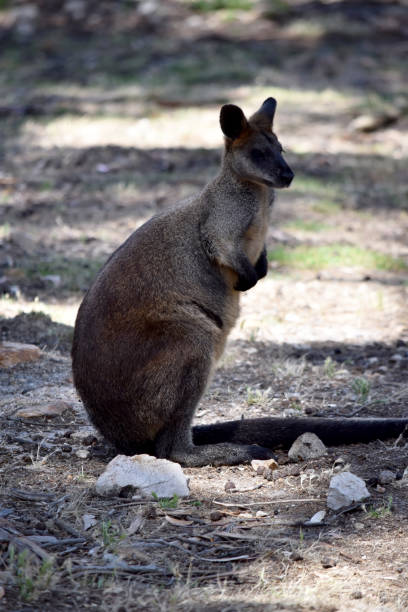 istock the swamp wallaby is standing on its hind leg 2148784337