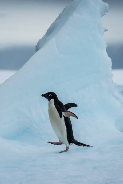 istock Adelie Penguin standing on an iceberg 2148784452