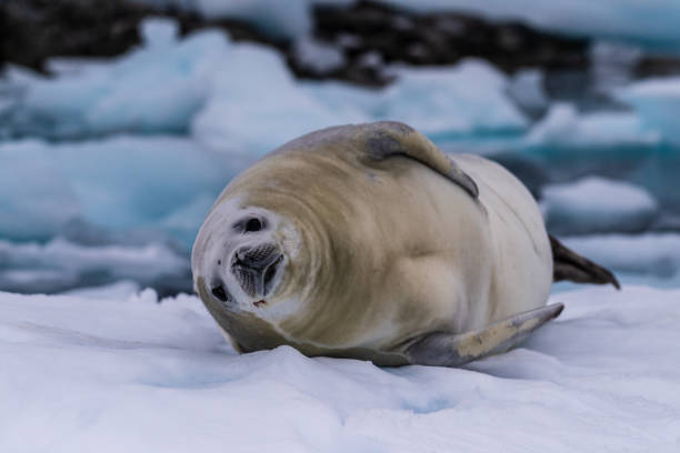 istock Crabeater Seal resting on a sheet of ice 2148784459