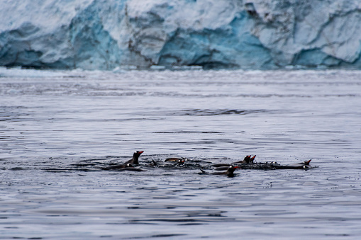 Telephoto of a group of Gentoo Penguins -Pygoscelis papua- jumping and swimming among the Antarctic sea ice. Antarctic Peninsula.