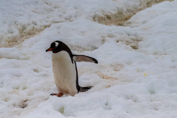 istock Gentoo Penguin colony on Cuverville island 2148784498