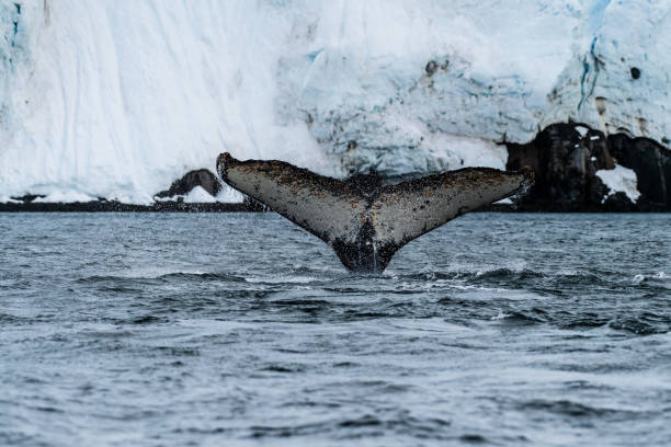 istock Tail of a humpback whale in the Antarctic 2148784519