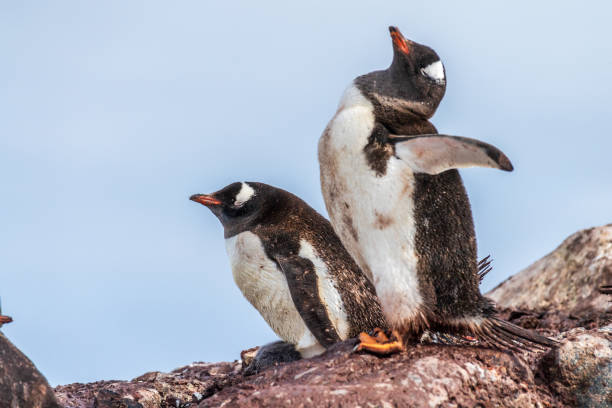 istock Gentoo Penguin Colony at Sierra Cove 2148784535