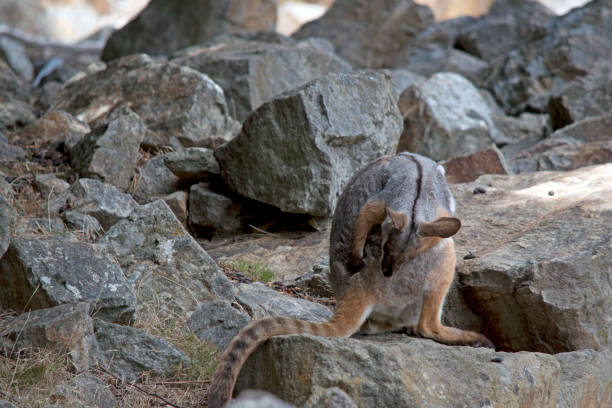 istock the yellow footed rock wallaby is preening himself 2148784549