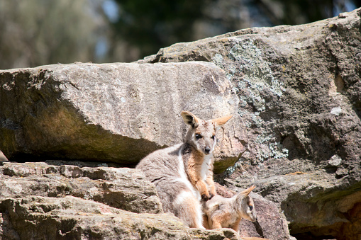 the yellow footed rock wallaby has her joey by her side