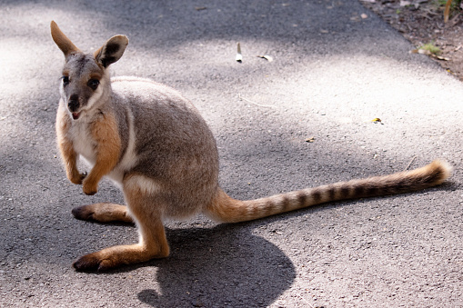 The Yellow-footed Rock-wallaby is brightly coloured with a white cheek stripe and orange ears.