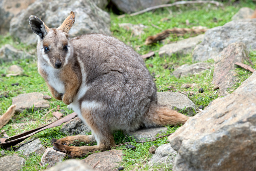 the yellow footed rock wallaby is on a rocky hill