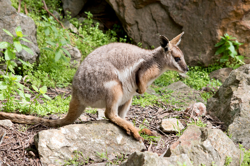 the yellow footed rock wallaby is ready to jump down the hill