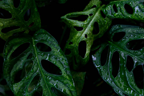 istock Close-up of raindrops on leaves 2148784854