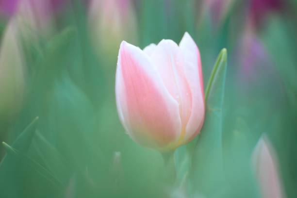 istock A Gentle Bloom: Pink Tulipa Gesneriana Amidst Greenery 2148784906