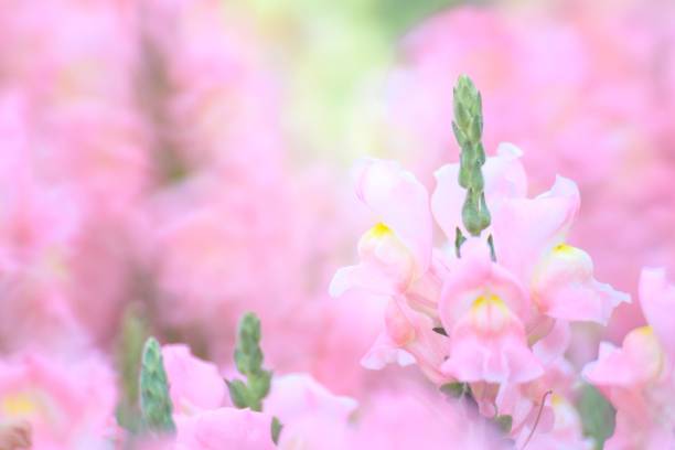 istock Whispers of Spring: The Delicate Pink Snapdragon’s Bloom 2148784920