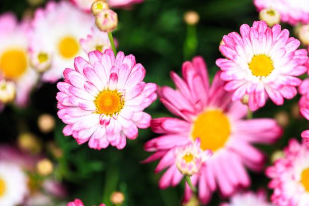 Whispers of Nature: Pink Daisies in Spring’s Embrace