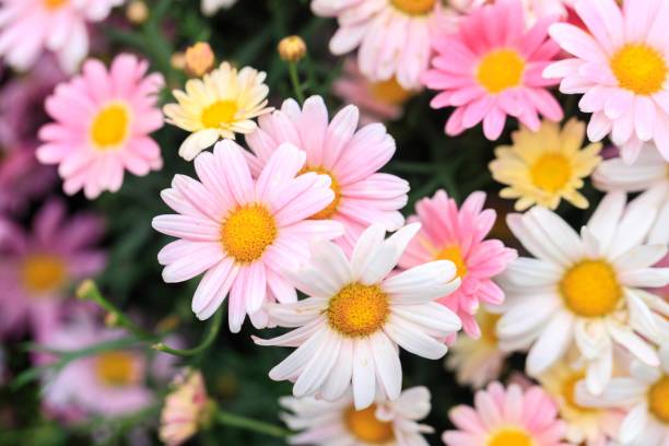 istock A Serene Ensemble of Pink and White Daisies 2148784969