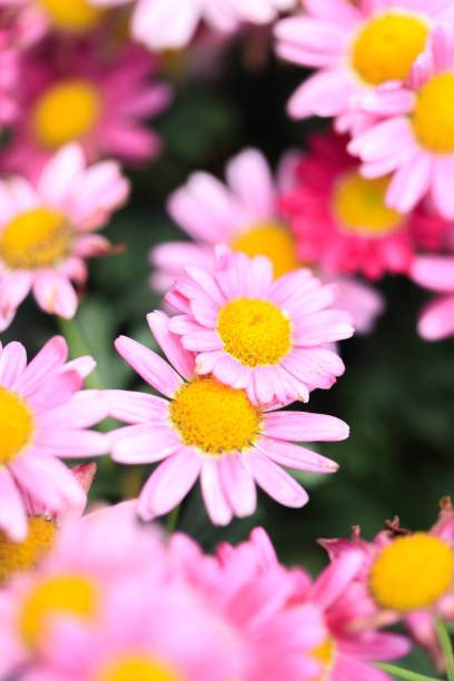 istock A Serene Ensemble of Pink and White Daisies 2148784997