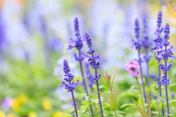 istock Salvia farinacea: Mealy Sage’s Purple Hues 2148785035
