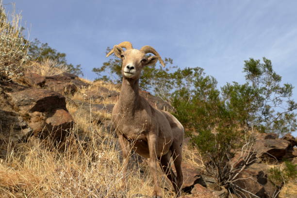 サンジャシント山の麓のオオツノヒツジ - bighorn sheep sonoran desert animal sheep ストックフォトと画像