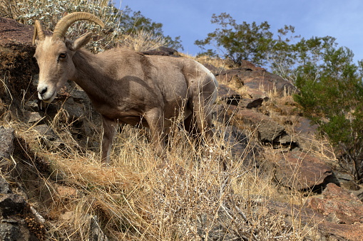 A Bighorn sheep was found grazing on a winter morning right next to the trail