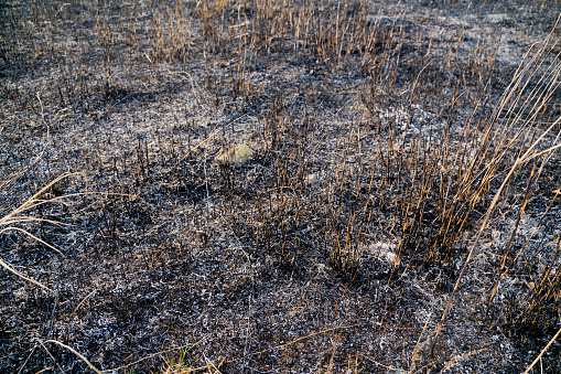 A field of pampas grass turned black due to field burning