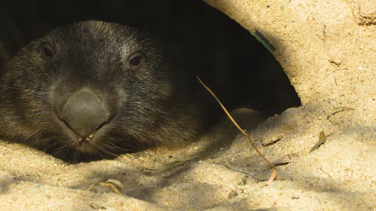 Close up of wombat head