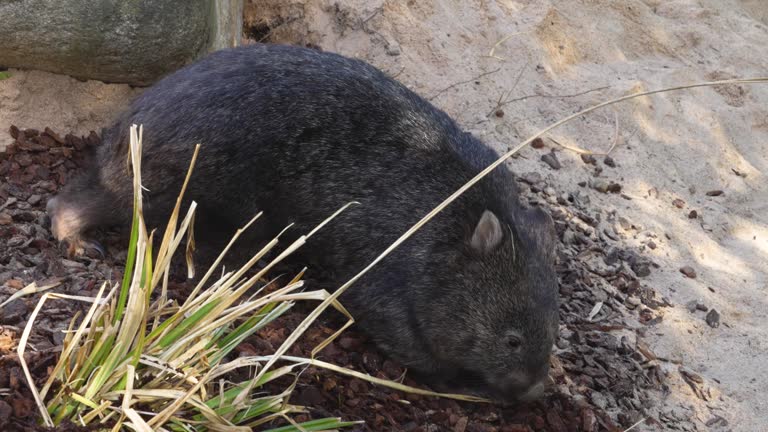 Close up of wombat in motion