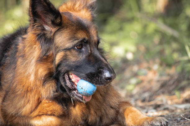 istock dog training in forest, german shepherd playing with a ball in his mouth 2148786194
