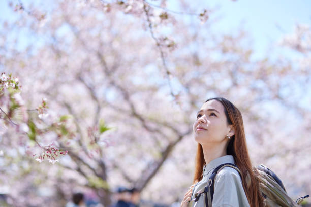 istock Female inbound backpacker enjoying the cherry blossoms in spring 2148787111
