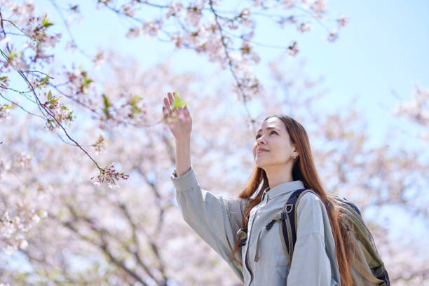 istock Female inbound backpacker enjoying the cherry blossoms in spring 2148787116