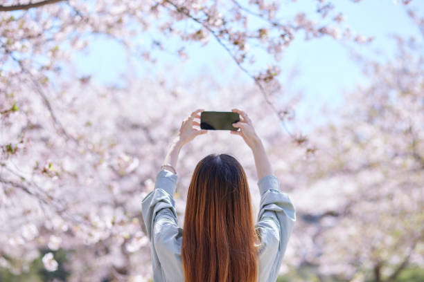 istock Female inbound backpacker enjoying the cherry blossoms in spring 2148787129
