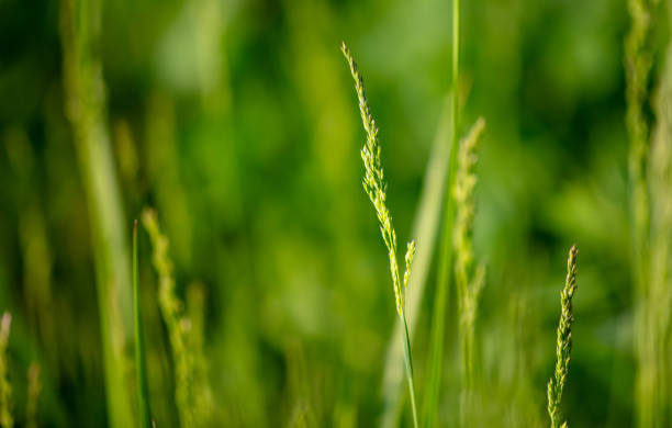 Green ears of grass on the grass in spring. Close-up .