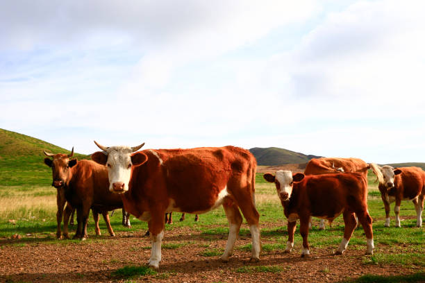 istock The cattle are eating grass on the grassland 2148788179