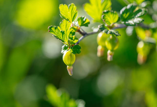 Small gooseberry fruits in spring. Close-up .