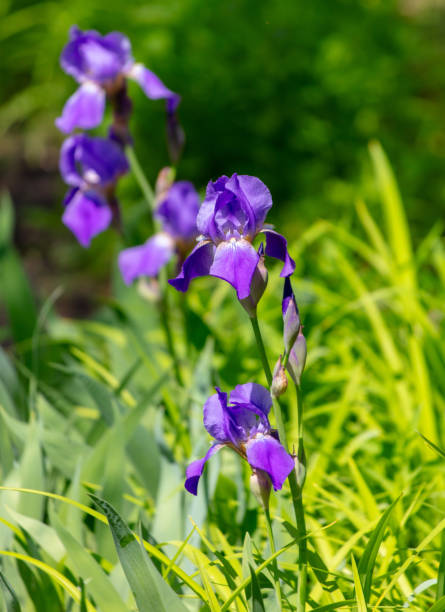 istock Iris flower in nature as a background 2148789171