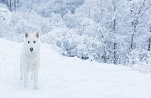 A solitary white husky stands out against the backdrop of a winter wonderland.